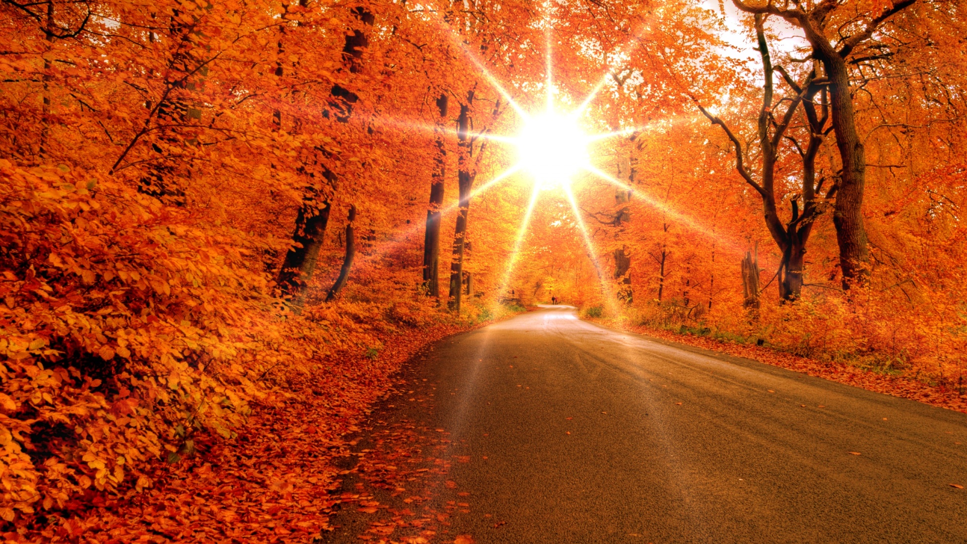 Autumn Wallpaper Road