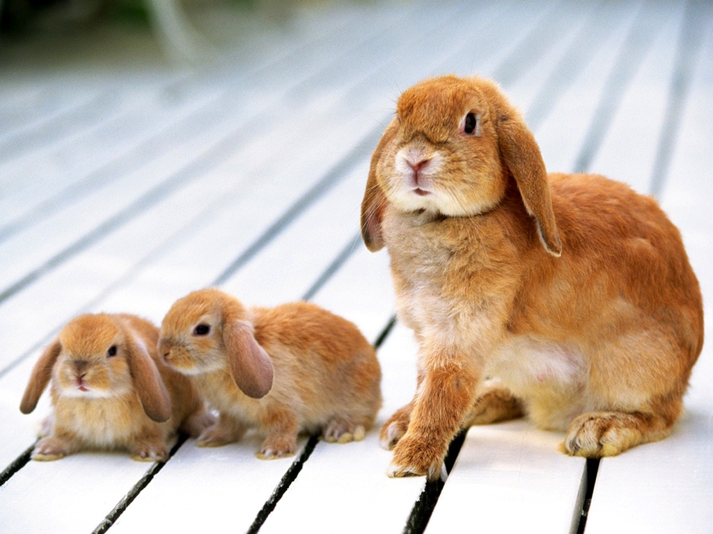 Labels Herbivore Mammal Rabbit