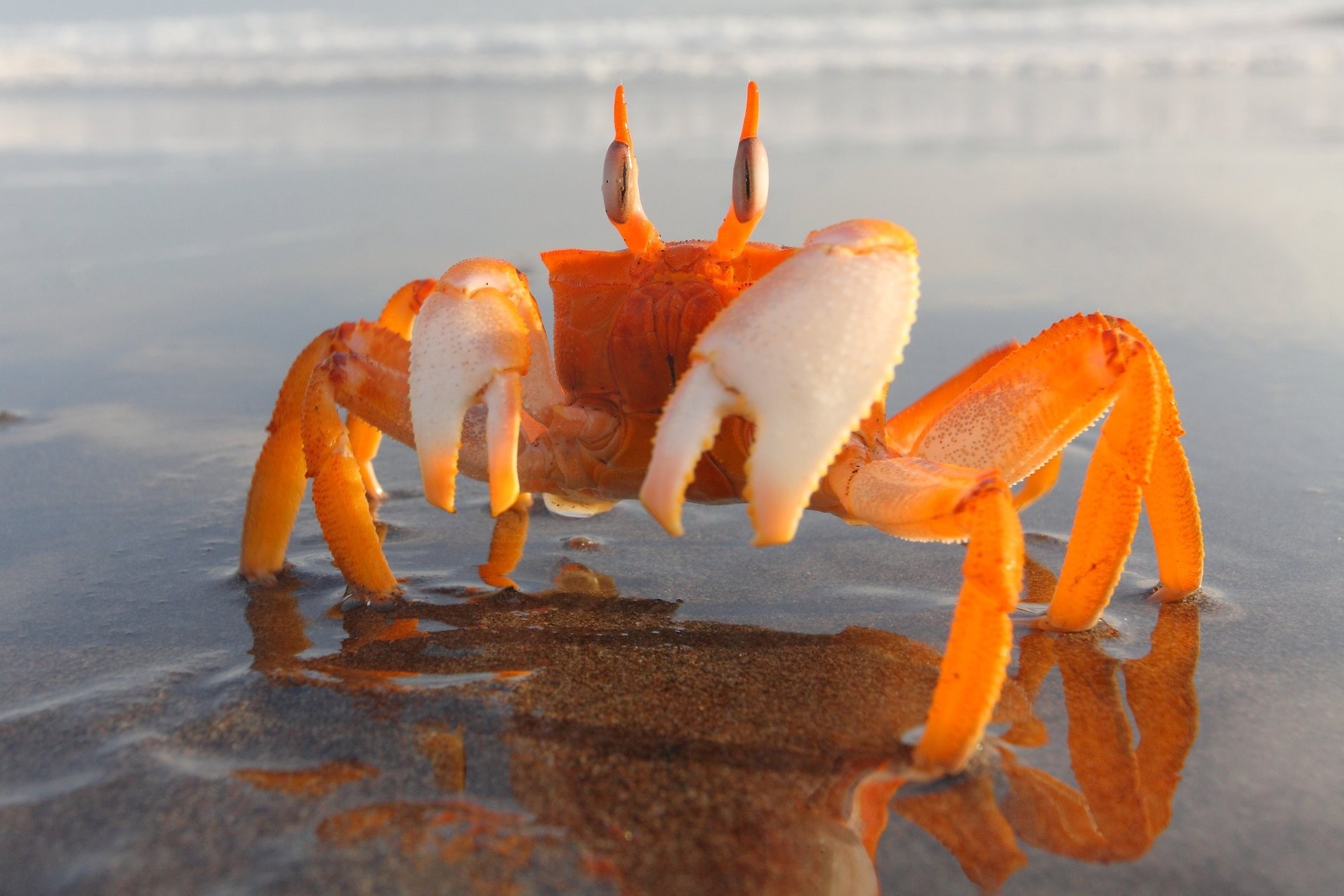Food Sand Beach Crabs Seafood Crustaceans Crab Macro Photography Invertebrate Animal Source Foods Decapoda Crustacean Dungeness Wallpaper