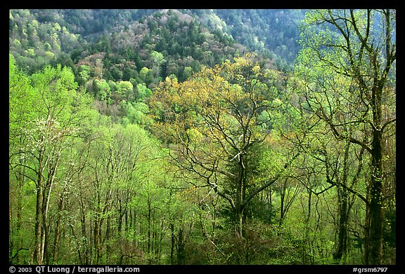 In Spring Late Afternoon Great Smoky Mountains National Park