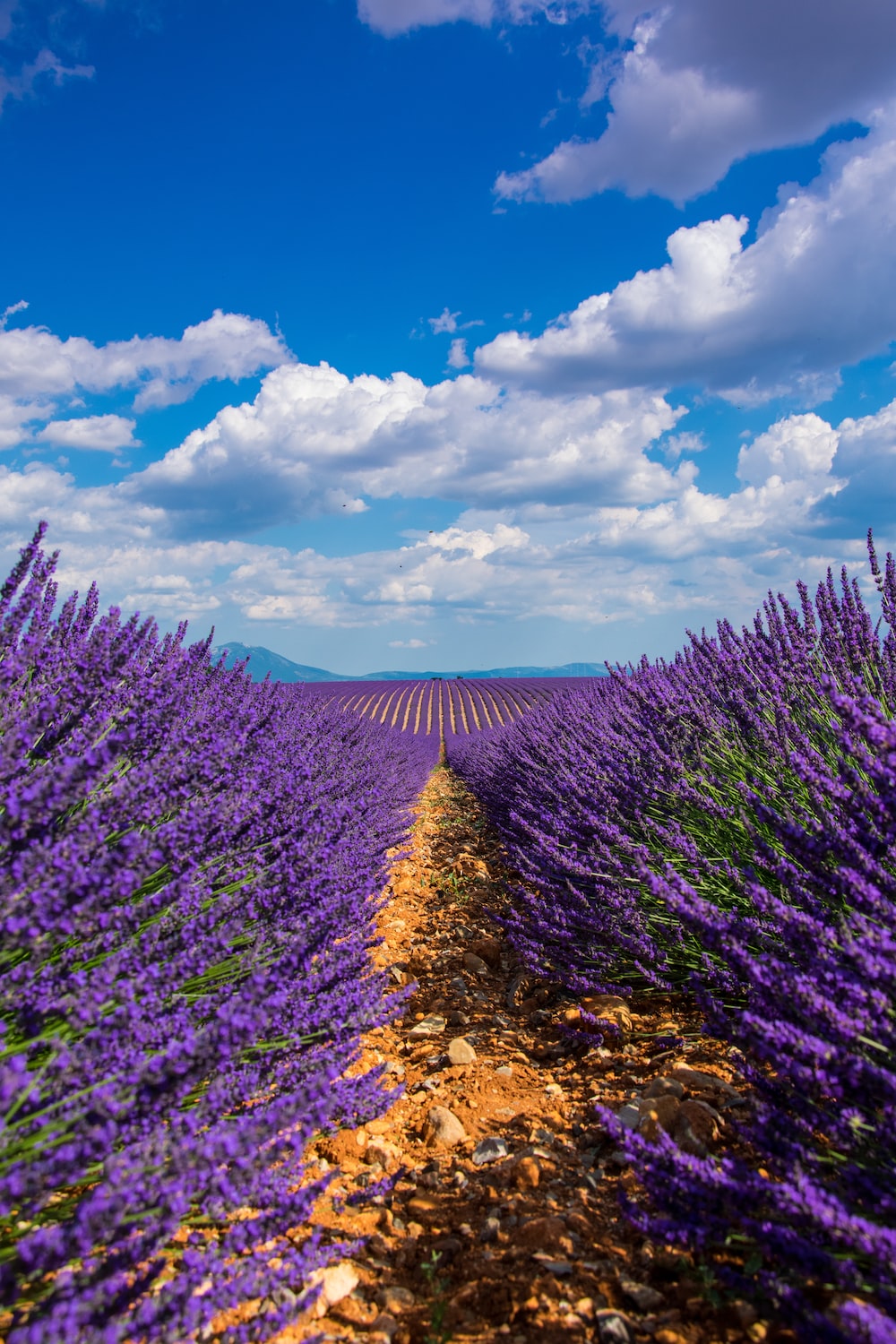 Best Lavender Field Pictures HD Image