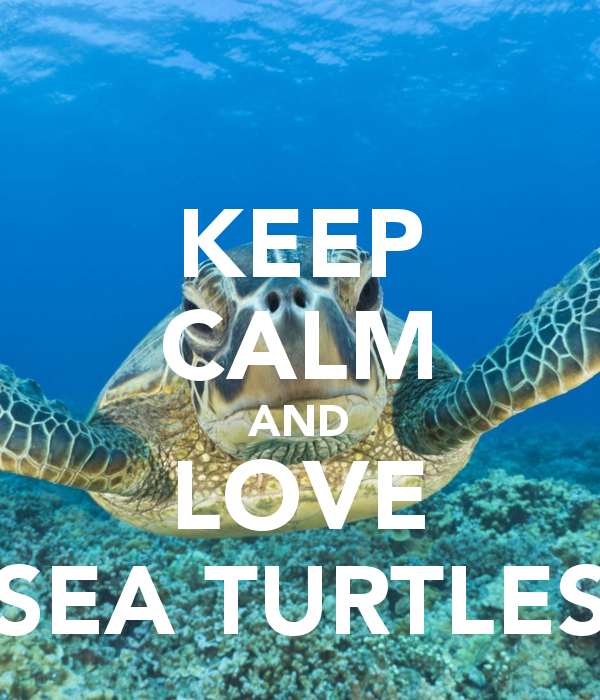 Sea Turtle iPhone Wallpaper Widescreen