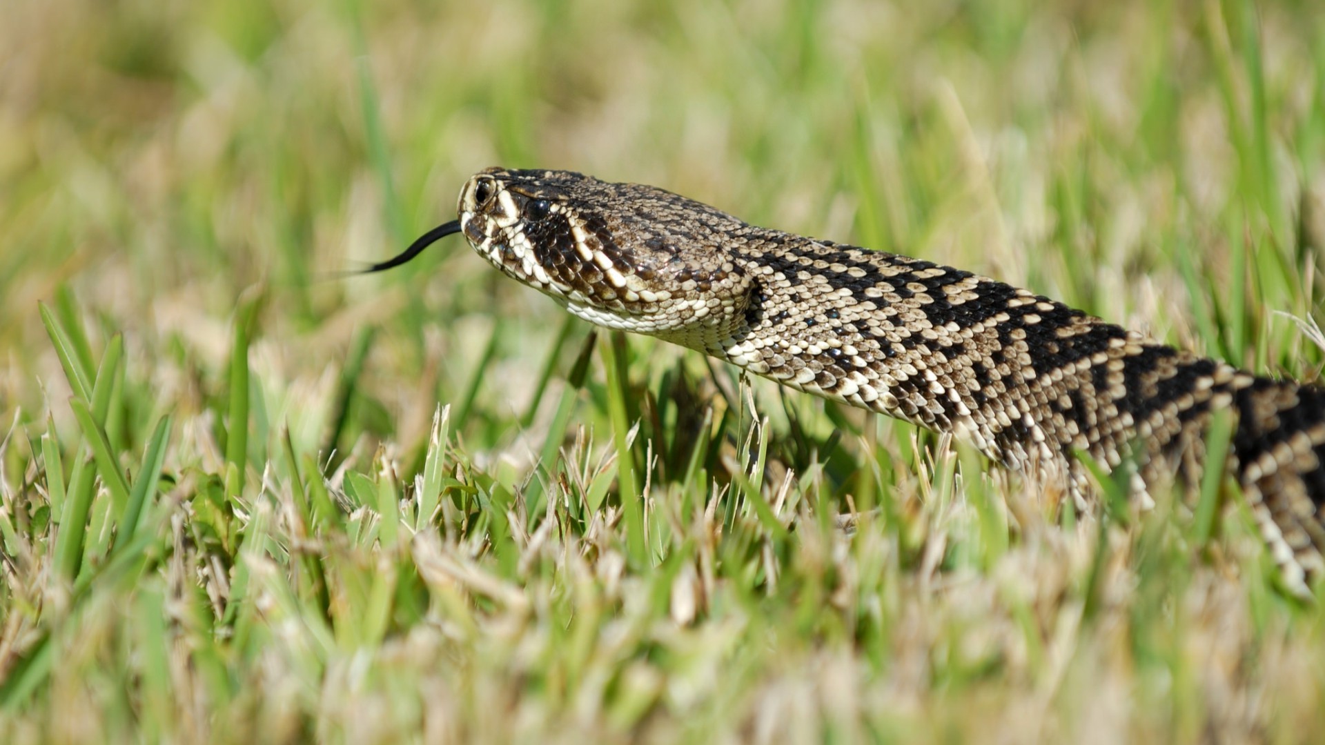 Grass Reptile Snake Wallpaper And Background Jpg Kb