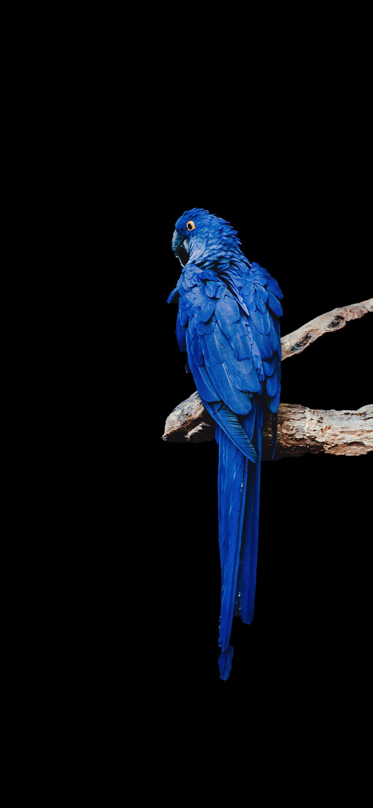 Blue Macaw Amoled Wallpaper In