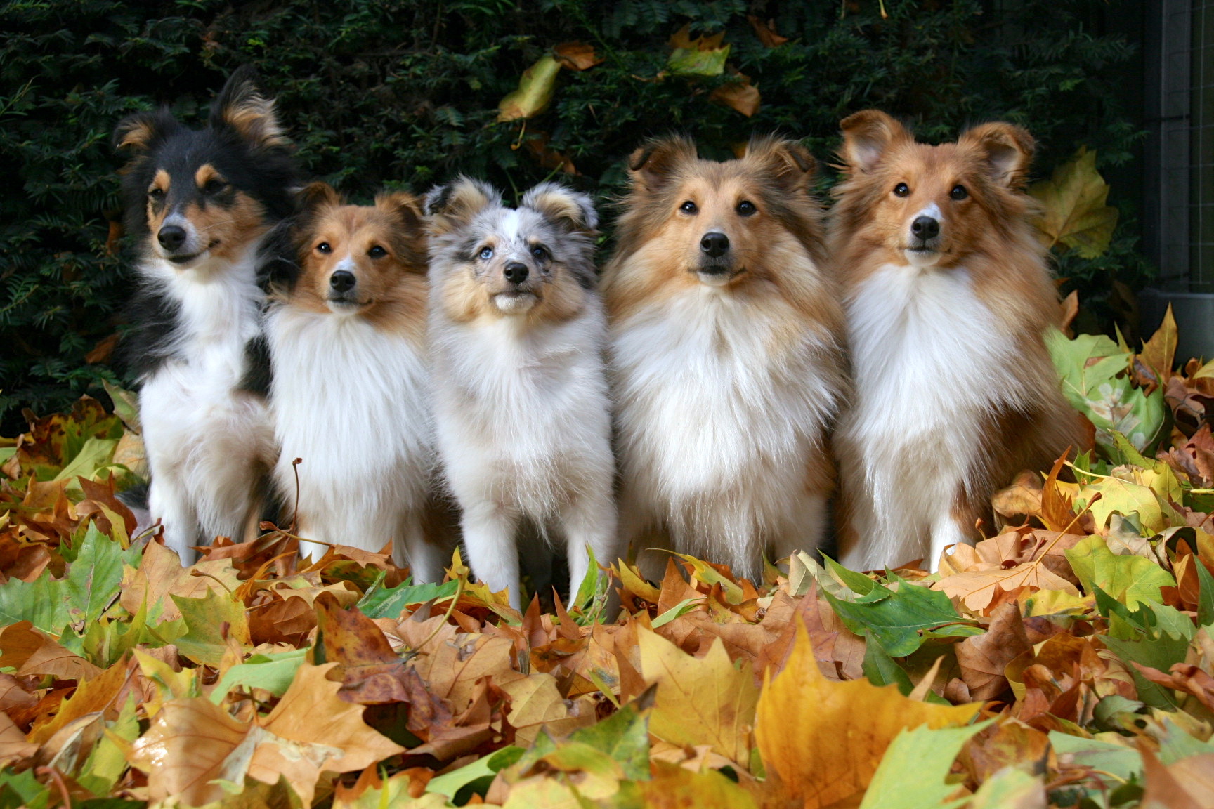 Family Of Sheltie Breed Dog Wallpaper And Image