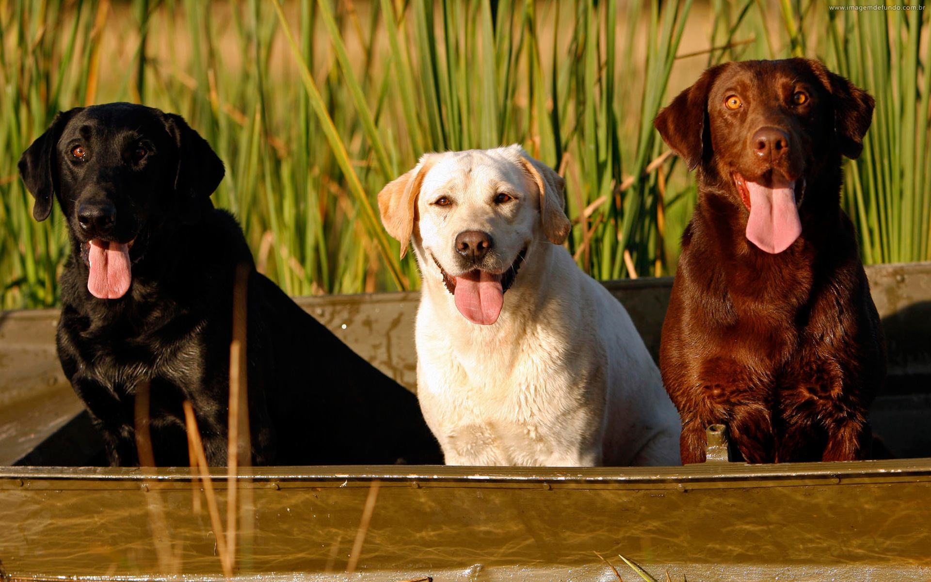 HD Wallpaper Of Playful Labrador Retrievers