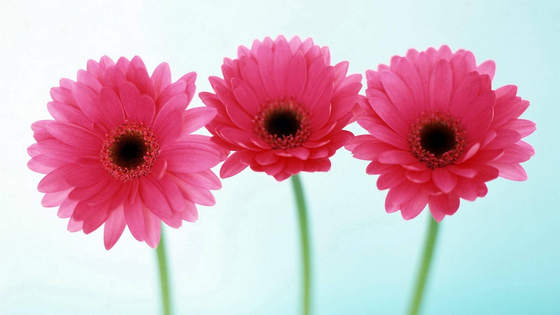 Flower HD Wallpaper