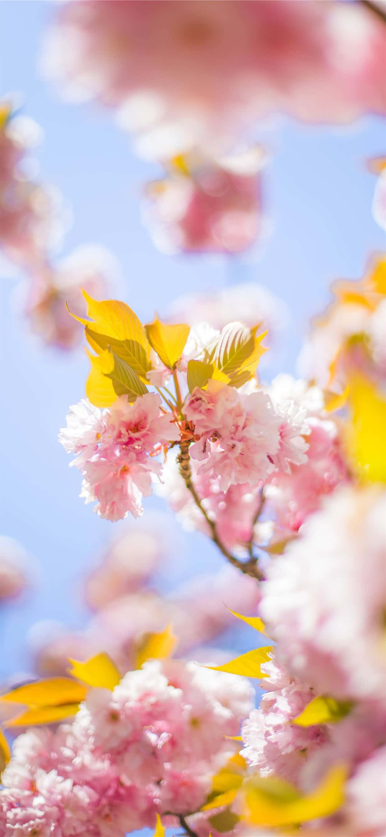 Pink Cherry Blossom Wallpaper