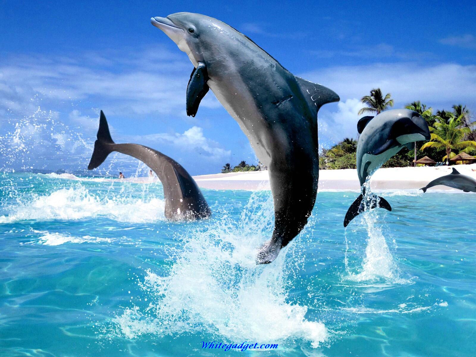 Dolphin Desktop Wallpaper (73+ pictures)