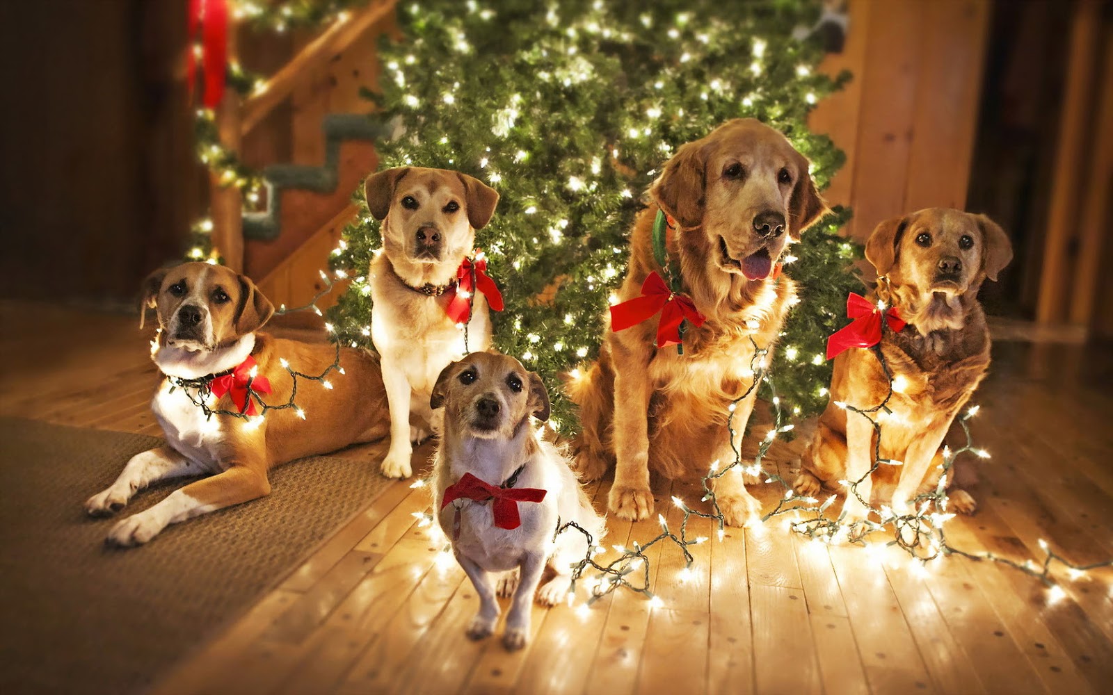 Christmas wallpaper with dogs HD Animals Wallpapers