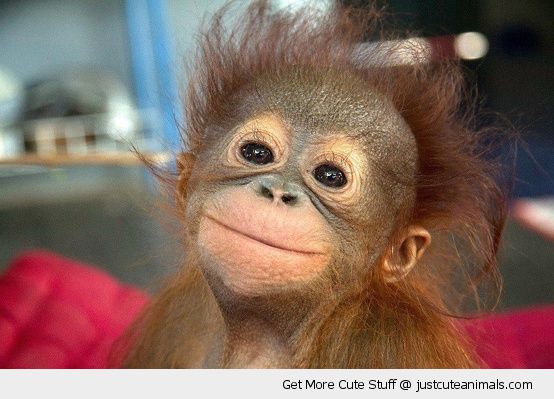 Happy Smiling Monkey Primate Baby Orangutan Posing Cute