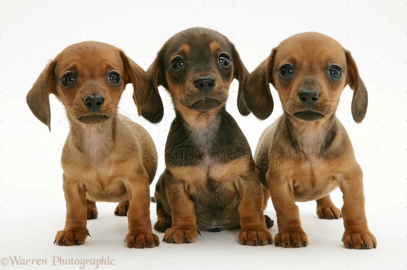 Dachshund Puppies Cute Baby Animals