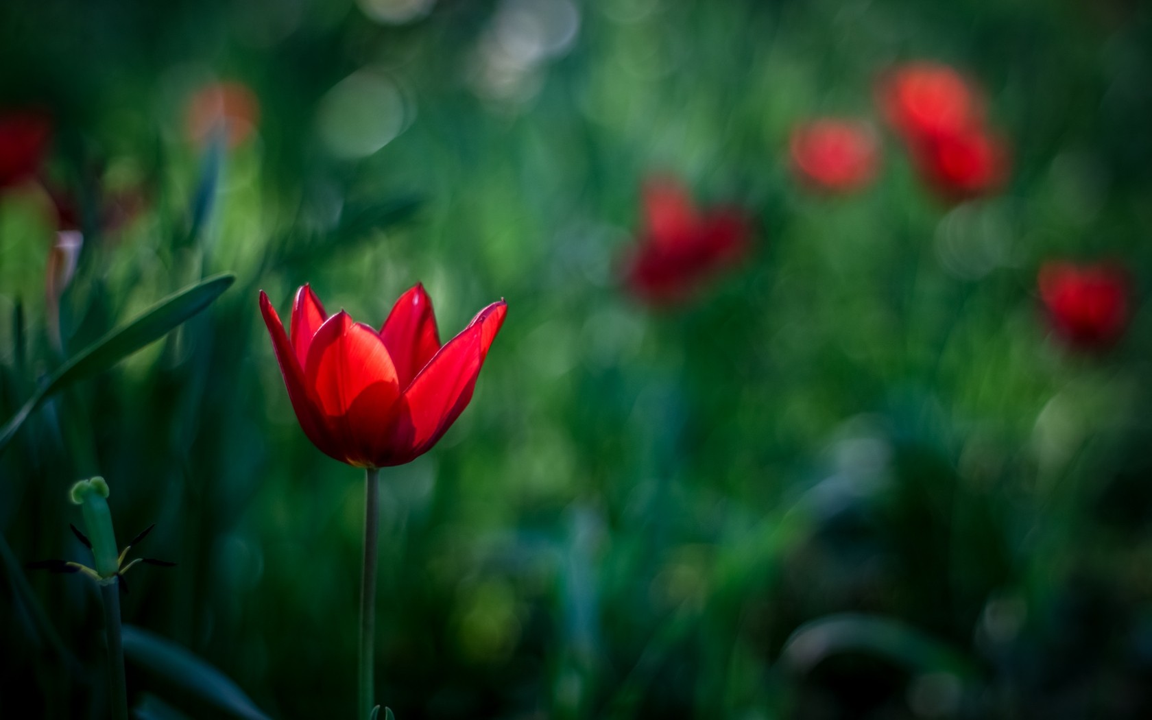 Red Tulip Flowers HD Wallpaper Background