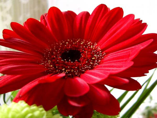Gerber Daisy Background For