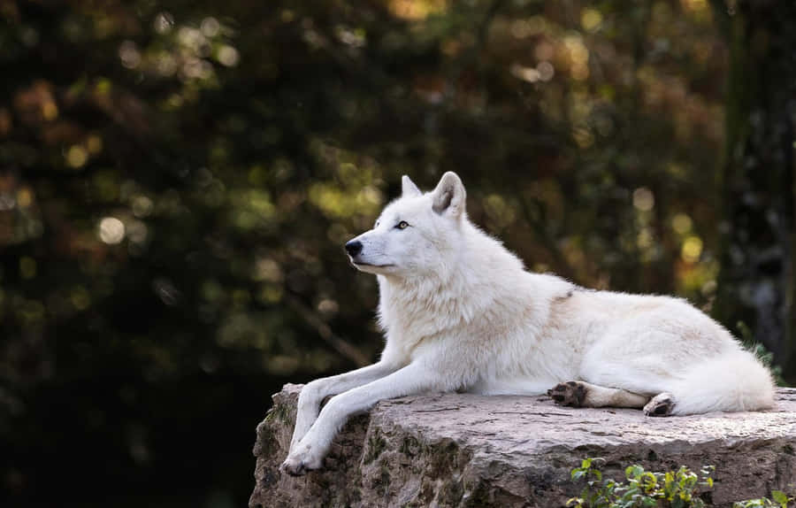 White Wolf Wallpaper