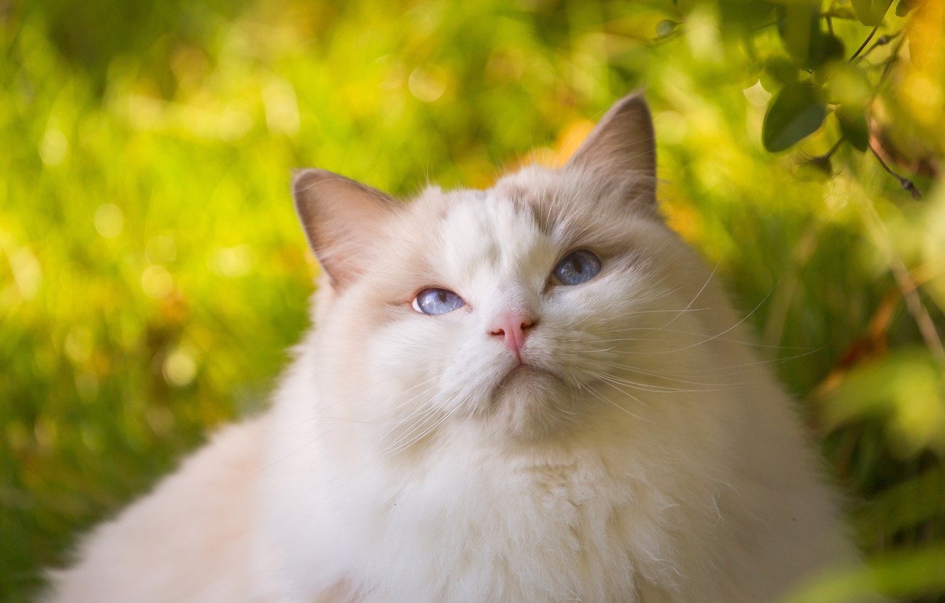 Wallpaper Cat Beauty Fluffy Ragdoll Image For Desktop Section