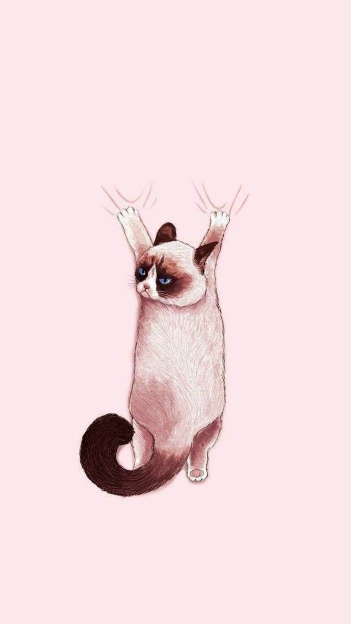 Baby Cat Wallpaper