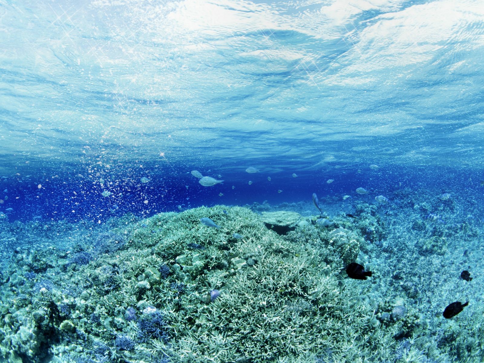 Underwater Fish Wallpaper For Desktop