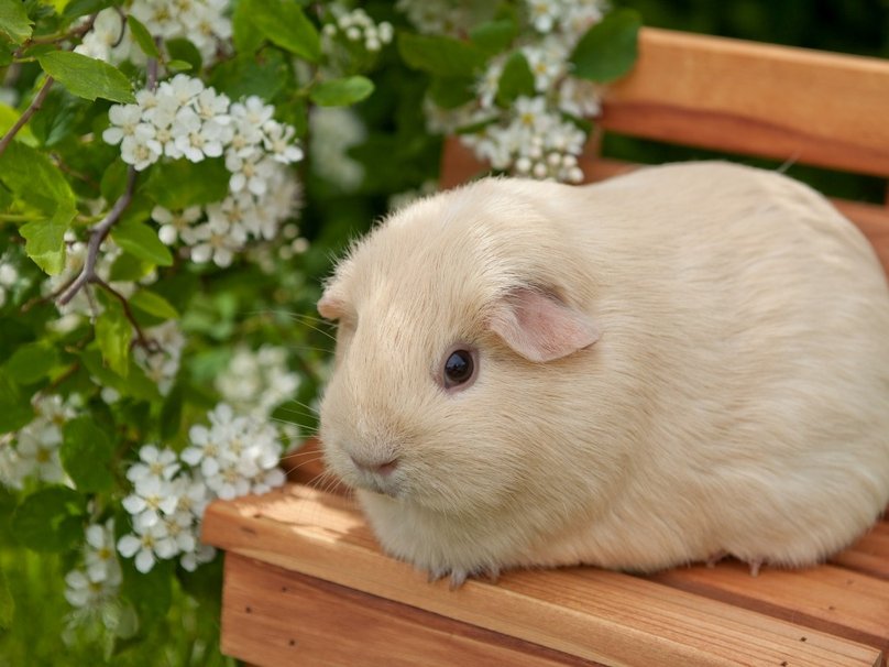 Cute Guinea Pig Wallpapers Pictures to like or share on Facebook 808x606