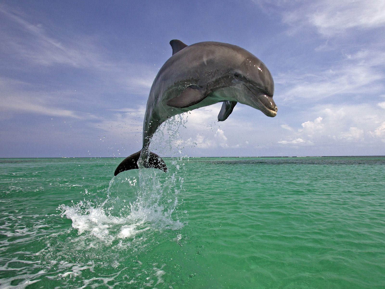 Handsome dolphin wallpapers and images   wallpapers