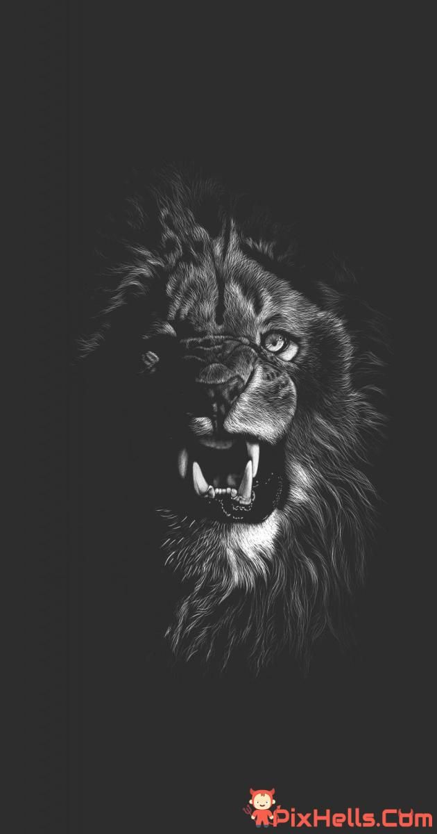 Angry Lion Wallpaper HD 1080p
