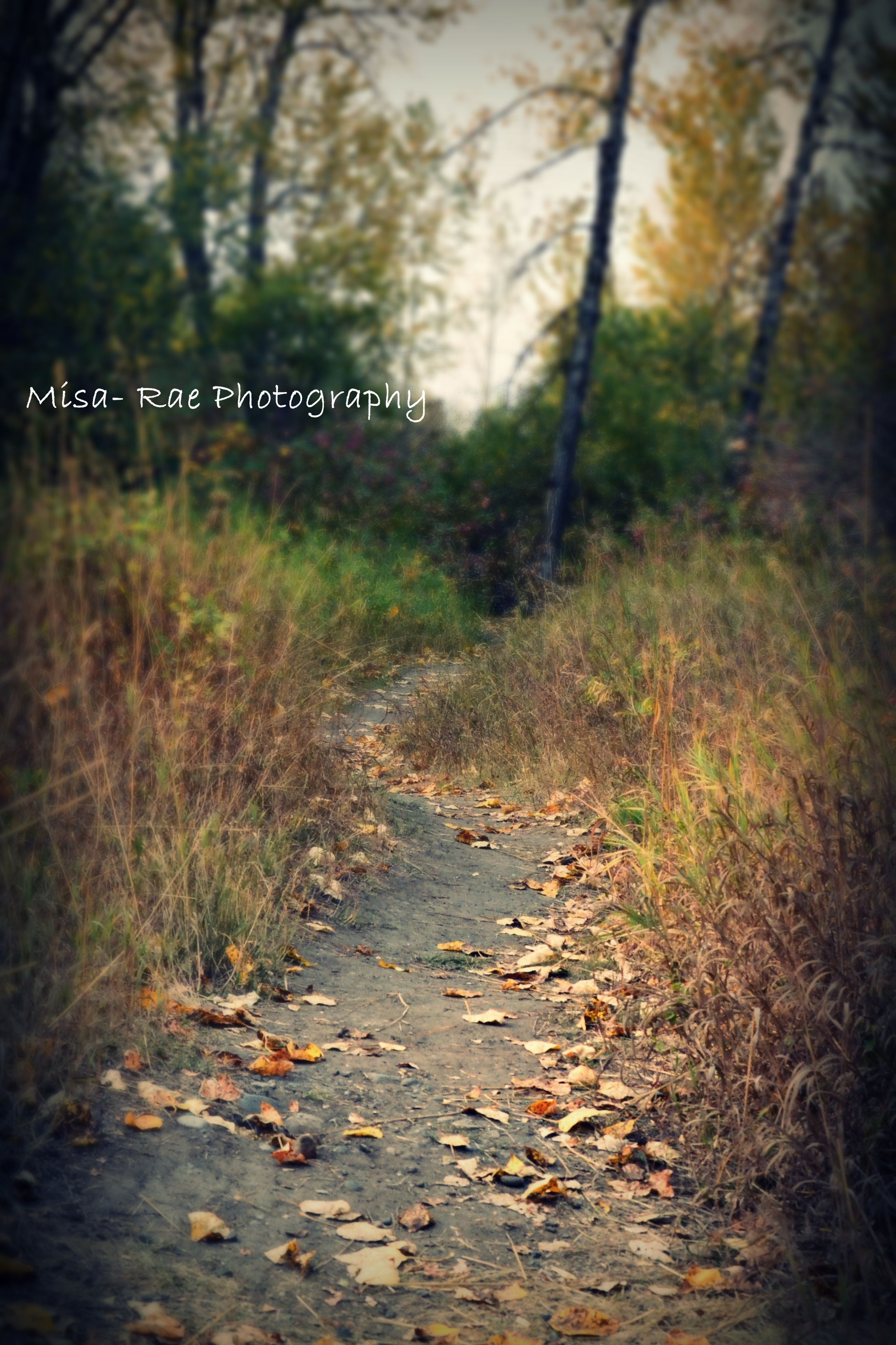 Beautiful Fall Day Editing tutorials Photo background images 2304x3456