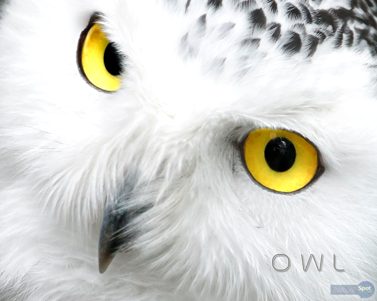 Owl Desktop Wallpaper For