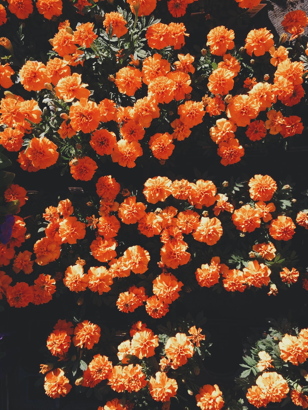 Orange Flower Pictures Image