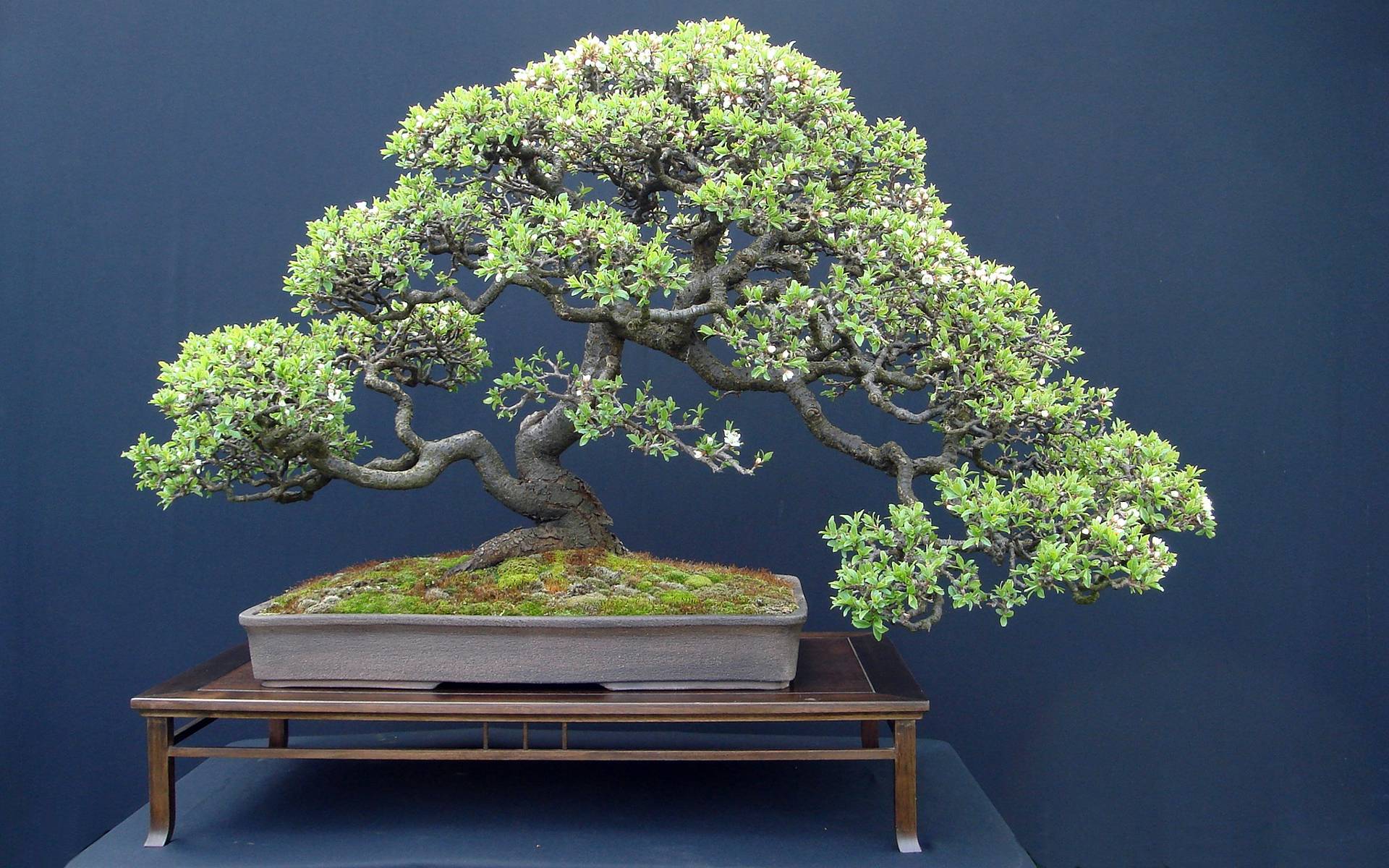 Bonsai Tree Wallpaper For Desktop