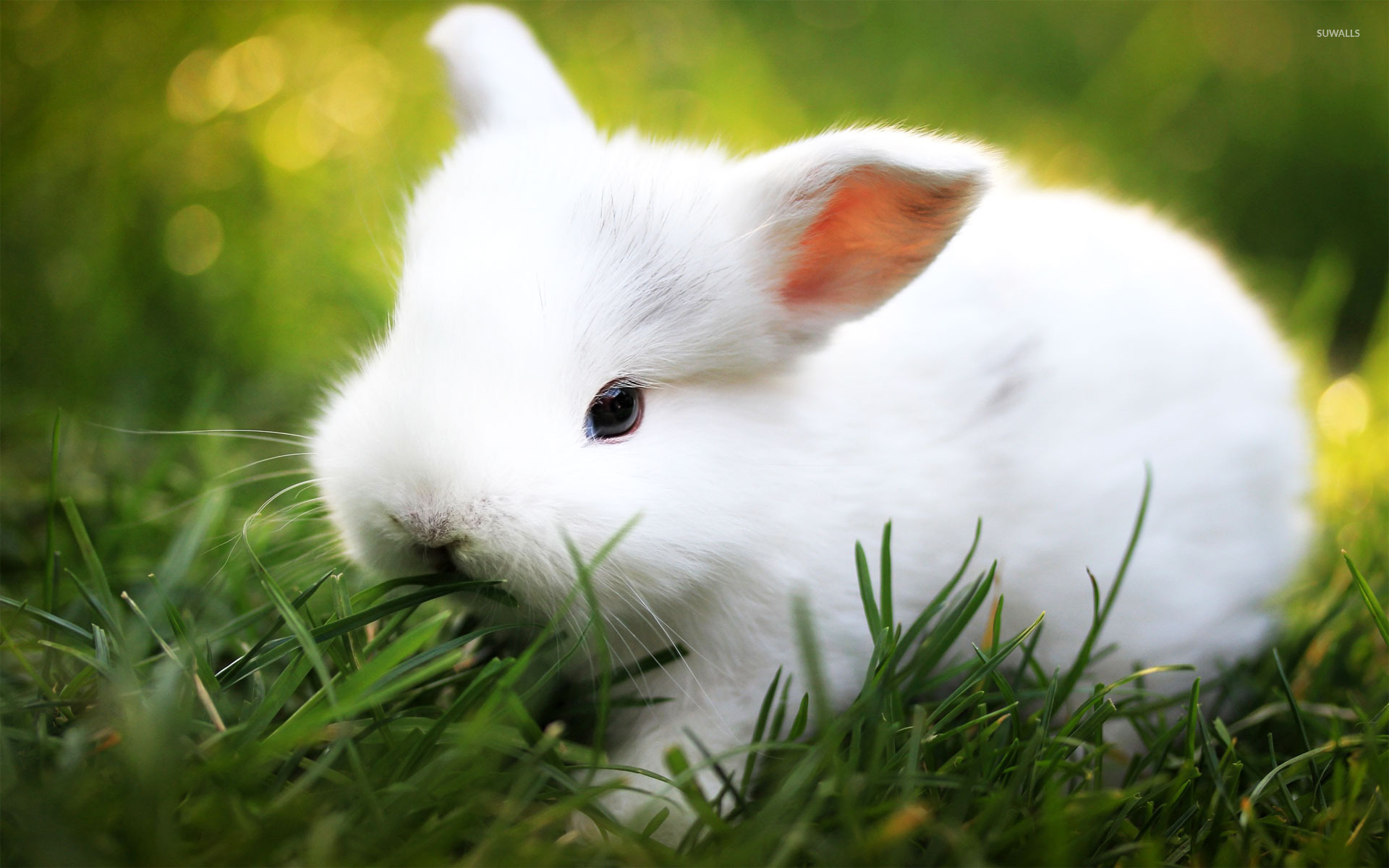 White Rabbit Wallpaper