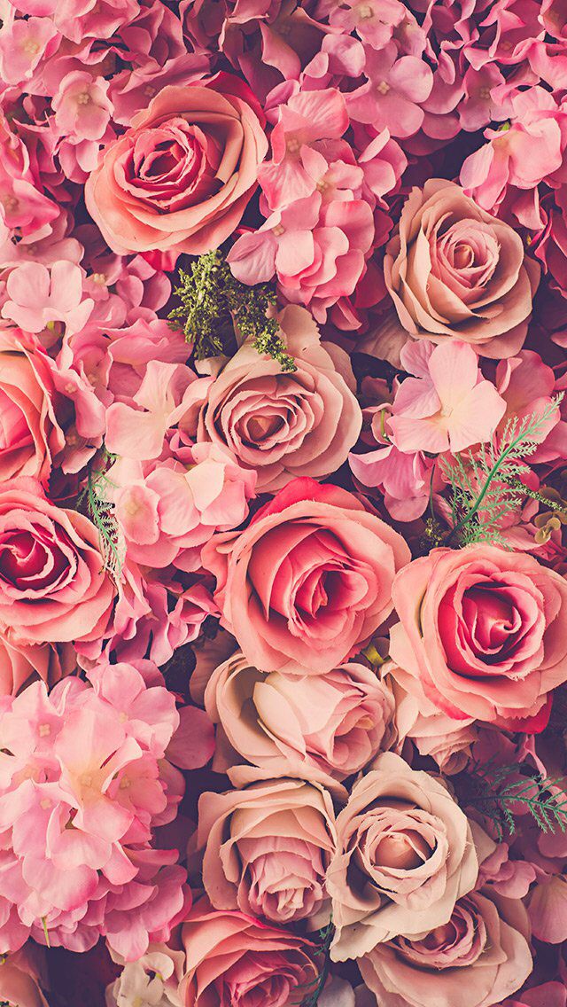Download Pink Roses Bouquet Fresh iPhone 5 Wallpaper iPhone