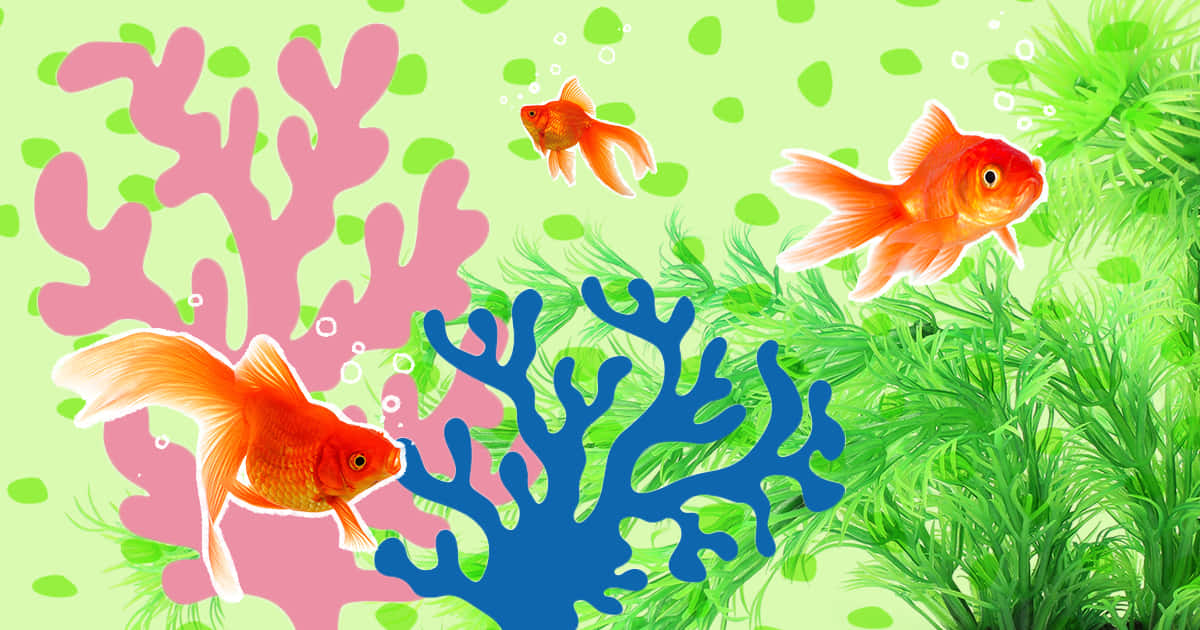 Aquarium Fish Tank Wallpaper
