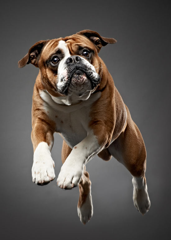Old English Bulldog Most Beautiful Pictures