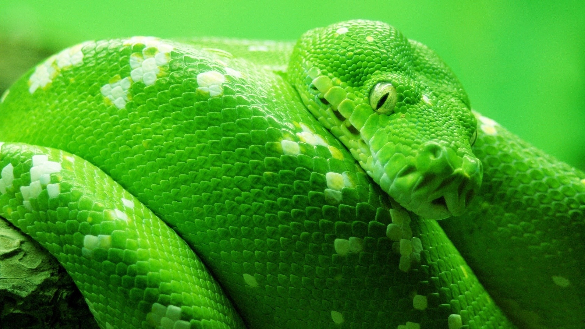 Cool HD Green Snake Wallpaper