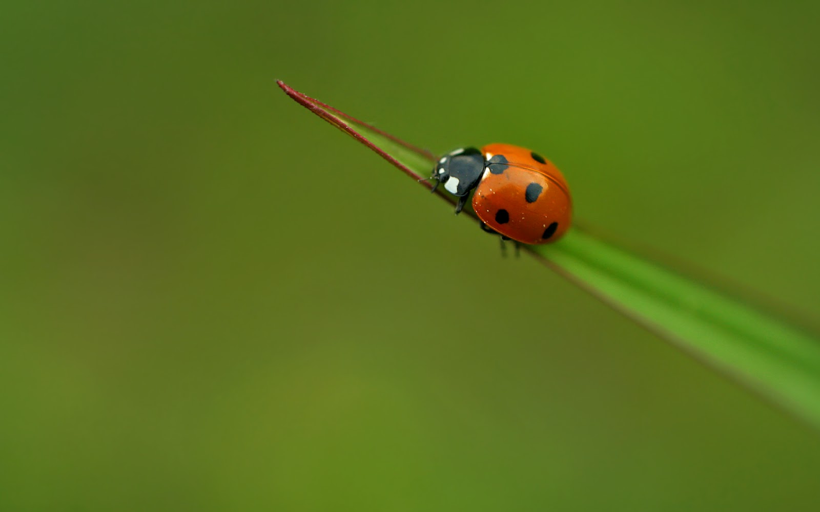 Lady Bug Wallpaper Pets Cute And Docile