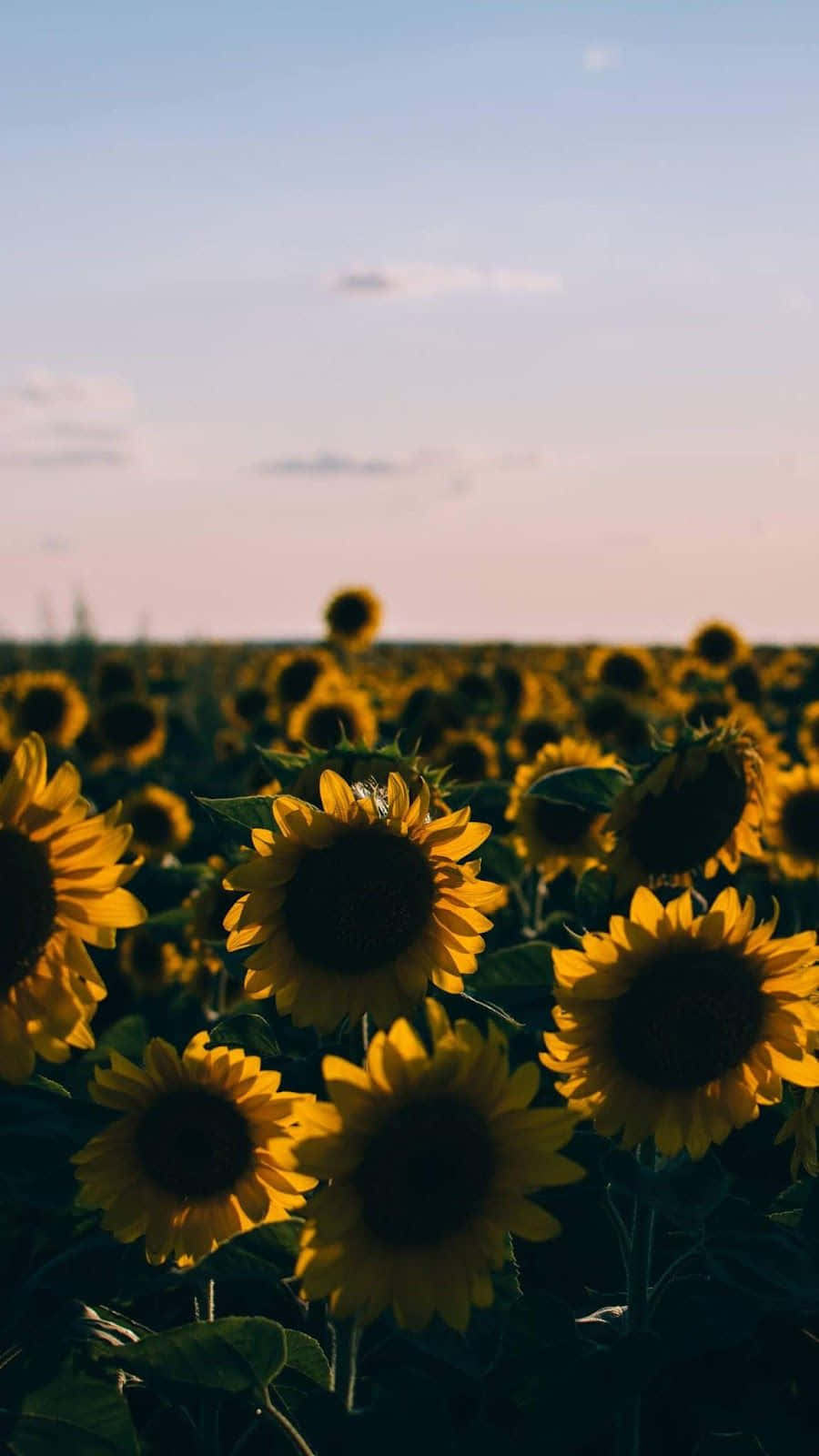 Sunflower Aesthetic iPhone Wallpaper
