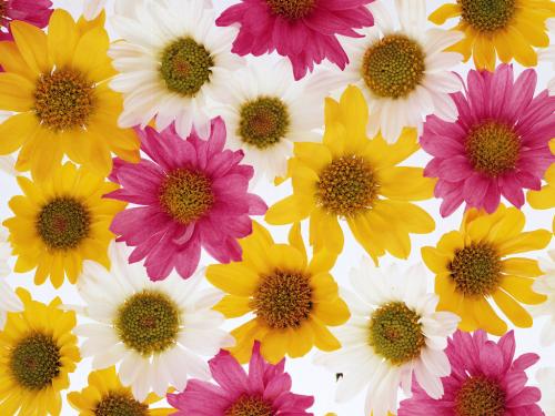 Flowers For Flower Lovers Daisy Wallpaper