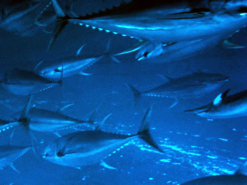 Tuna HD wallpapers  Pxfuel