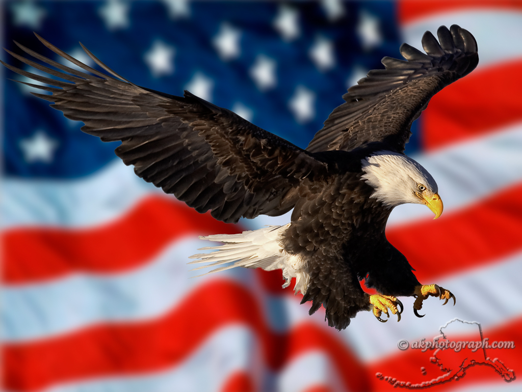 american flag eagle pictures