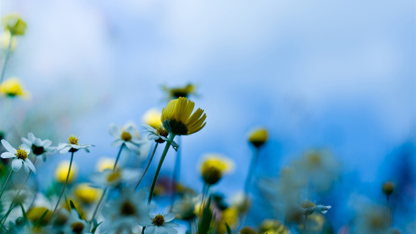 Background Of Yellow Flowers Wallpaper Resolution