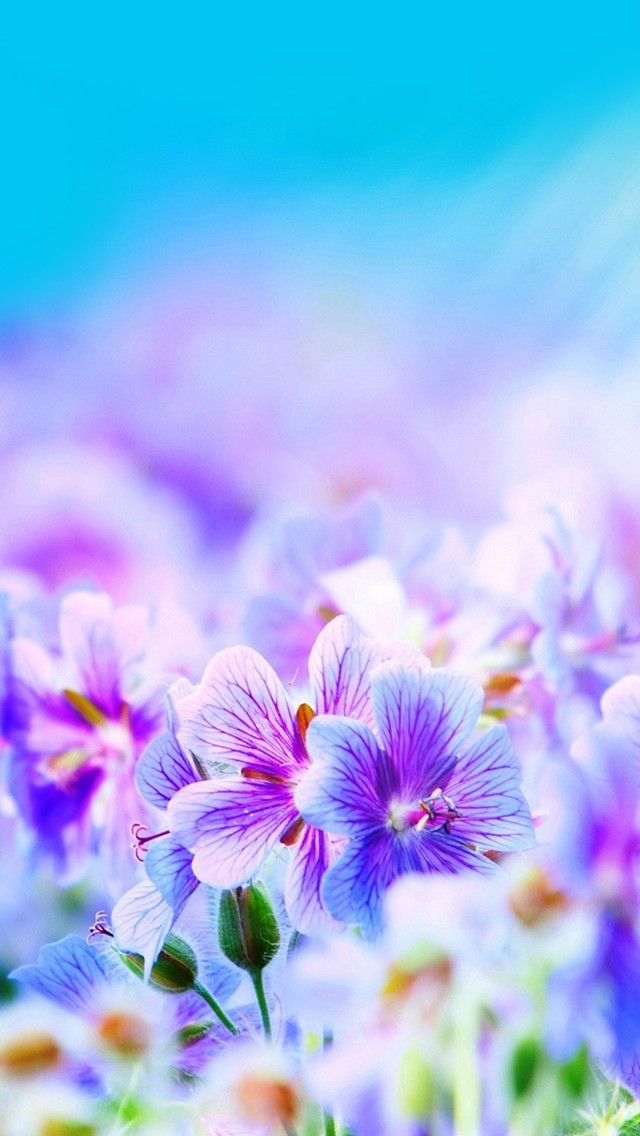 Purple Flowers Mobile Wallpaper