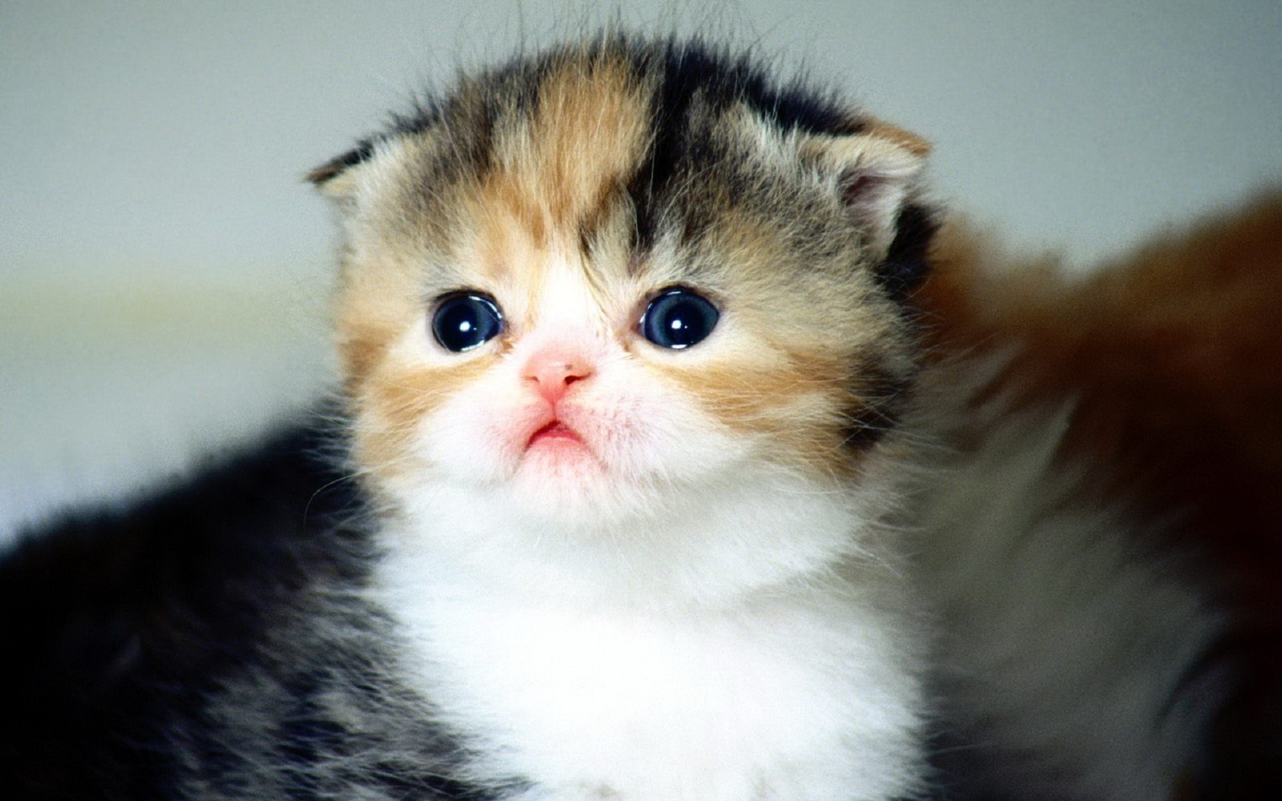 Scottish Fold Kitten HD Wallpaper