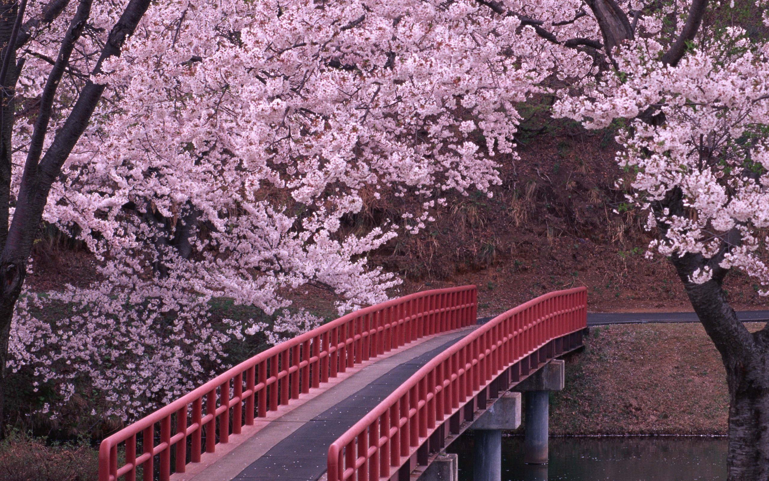 Cherry Blossom In Japan Wallpaper High Resolution At Flowers