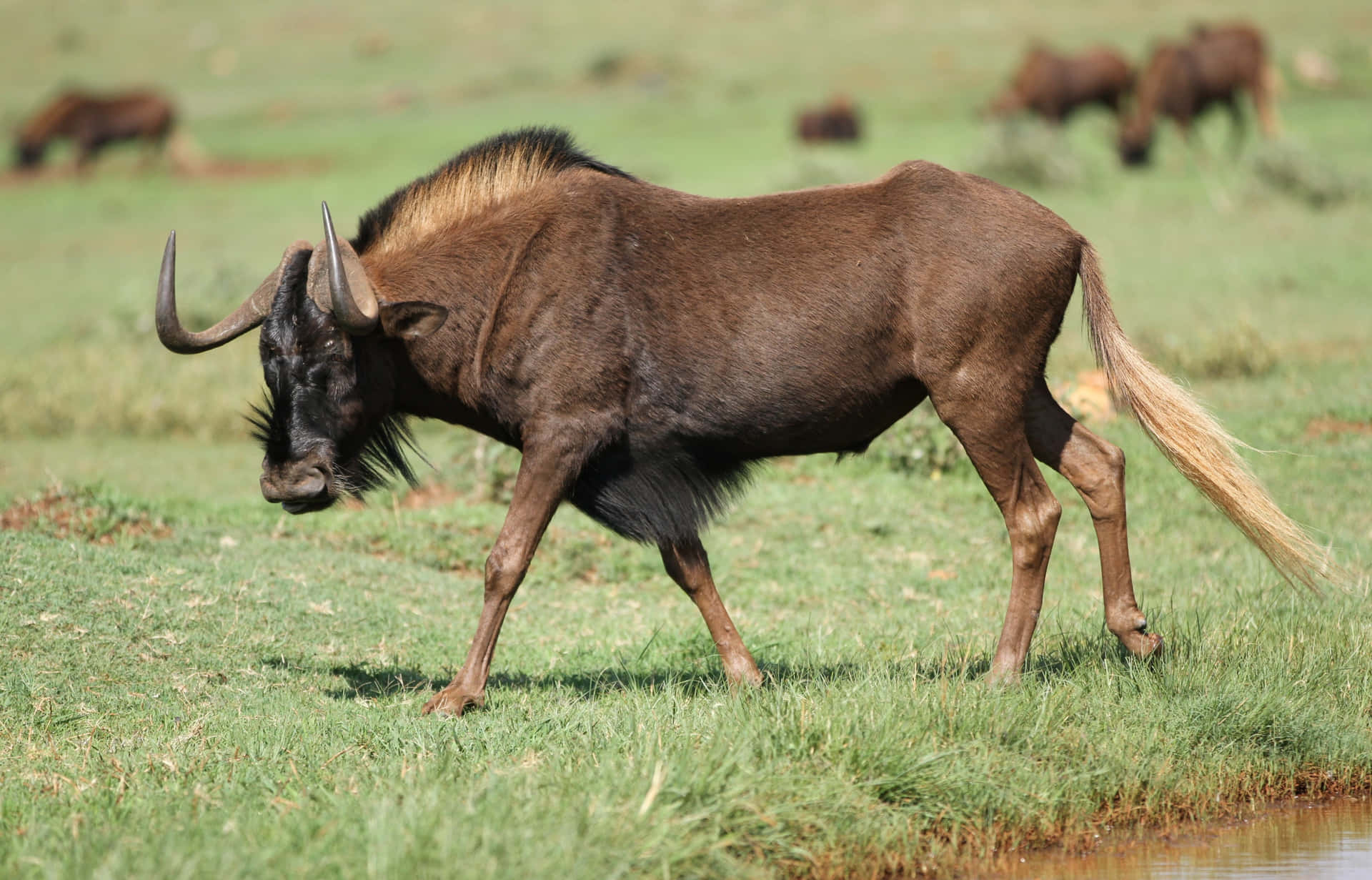 A majestic wildebeest strides across the African savanna, its dark coat contrasting with the lush green grass. Its long tail sways gently as it walks towards a waterhole in the distance