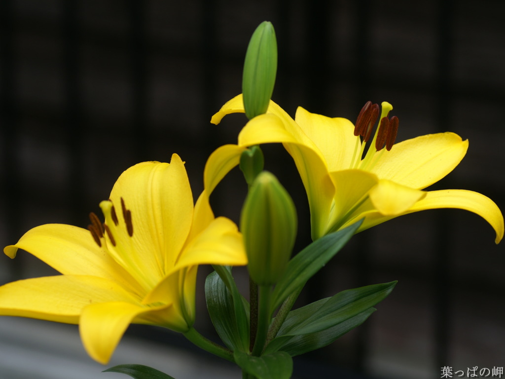 Yellow lilies flower pictures   Wallpoop   The Wallpaper Site