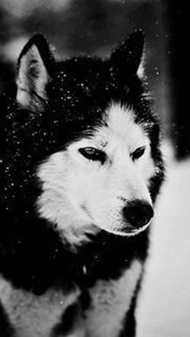 Wolf In Winter iPhone Wallpaper