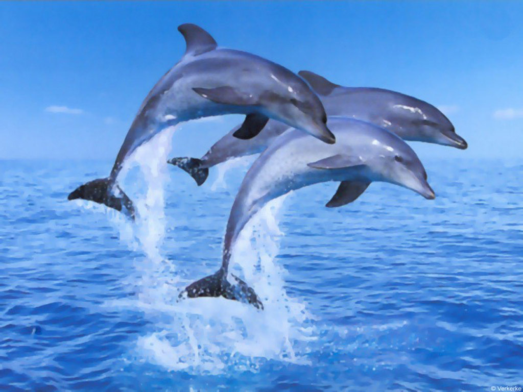 Moving Dolphin Background Wallpaper HD