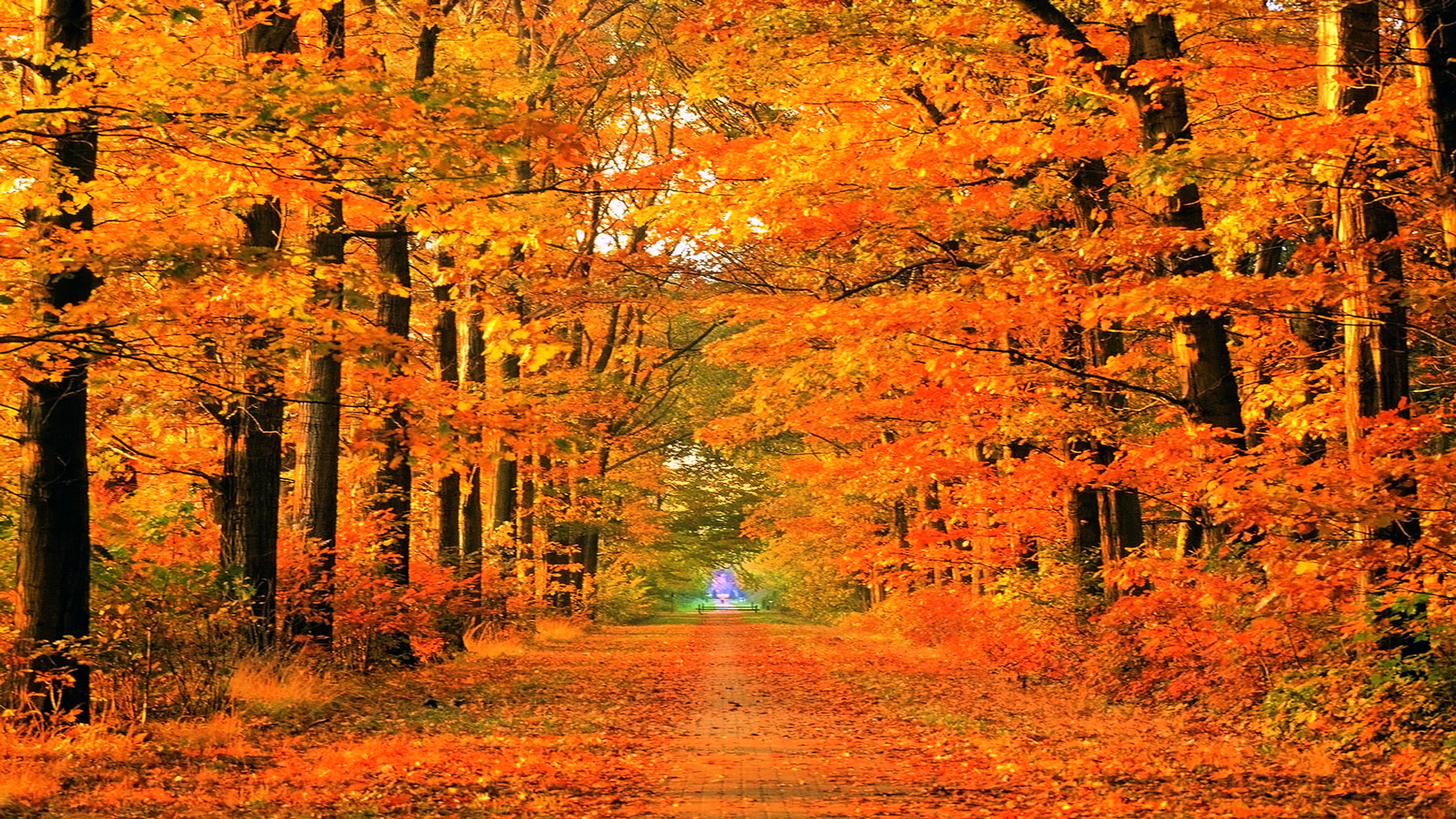 Fall Background Net