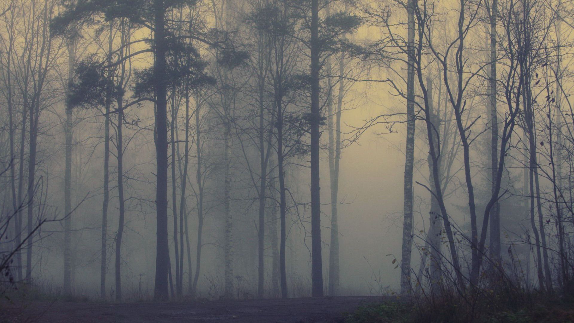Fog Forest HD Wallpaper Background Image