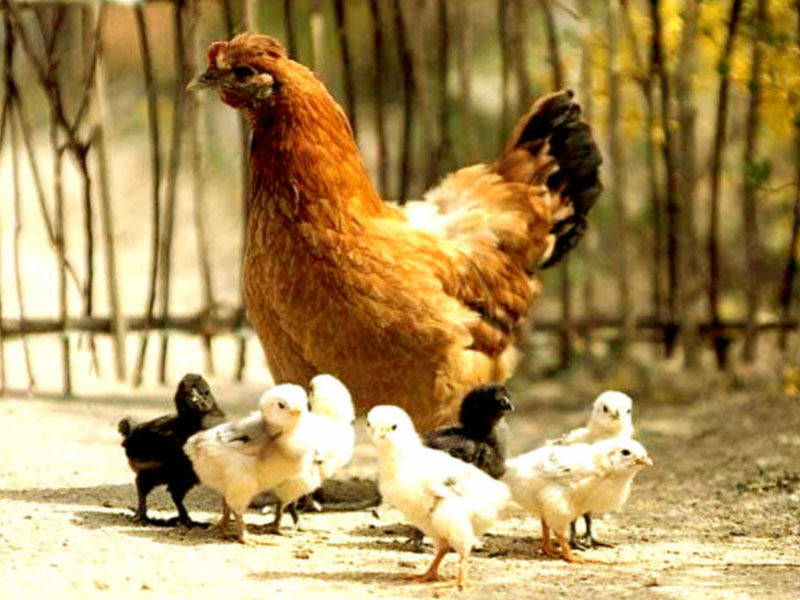 Hen With Chicks Wallpaper Hens
